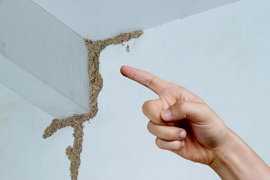 Termite Treatment service